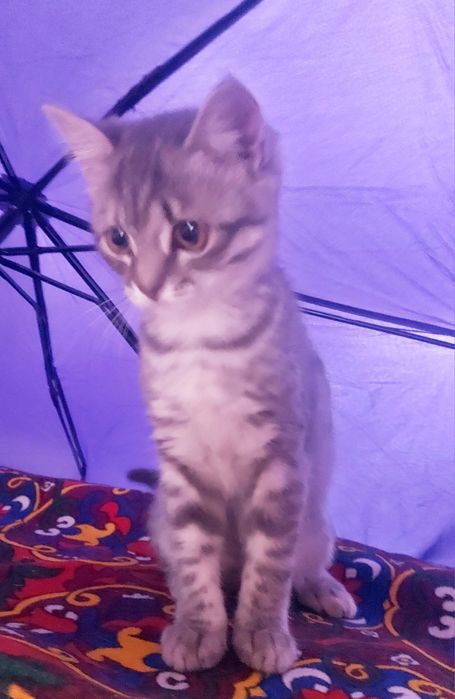 Отдам котенка  британка