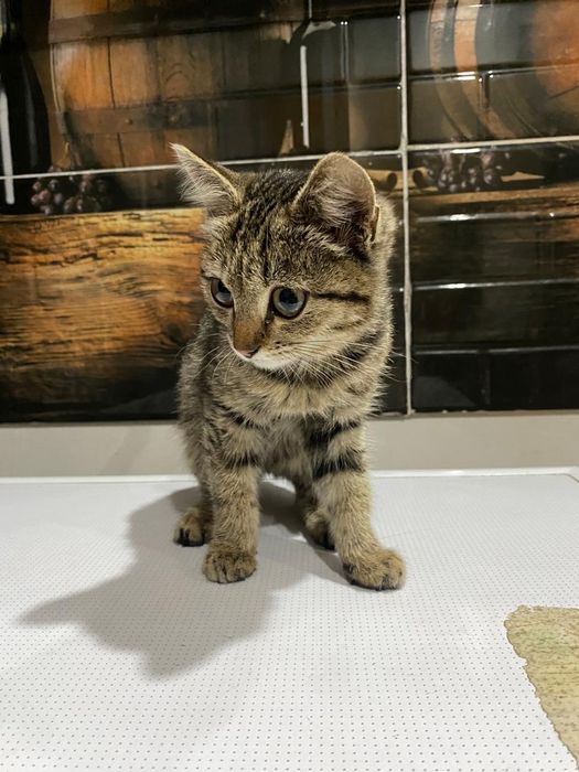 Котёнок девочка 2 мес