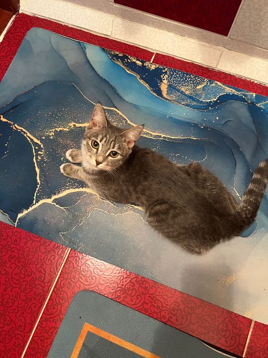 Кошечка на пристройство