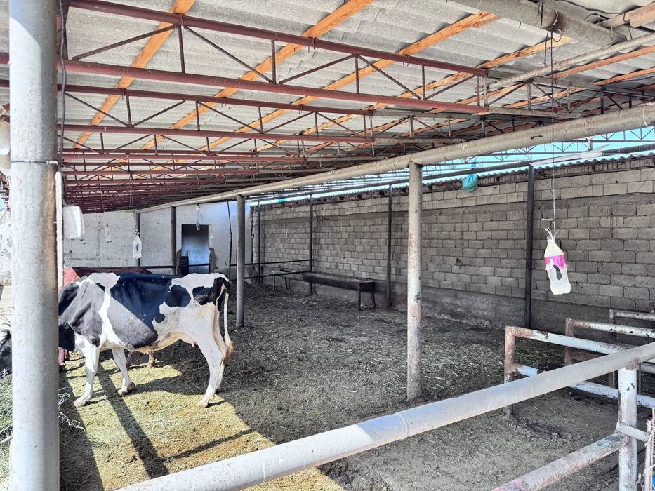 Тайёр бизнес , хамма шароитларга эгамолхона сотилади,