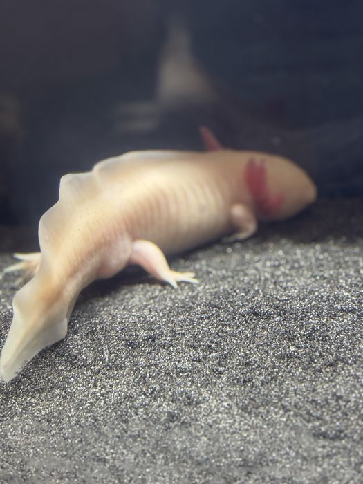 Axolotl cu acvariu de 100 l