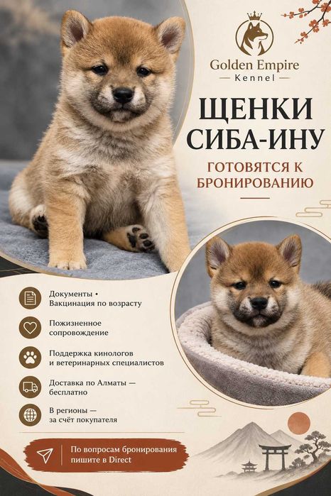 Щенки сиба ину, Каспий рассрочка