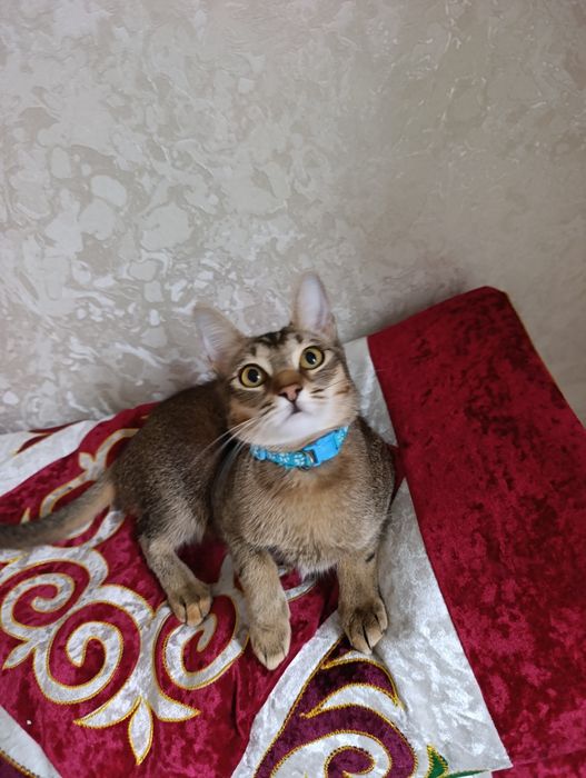 Вязка кошки, ищем кота