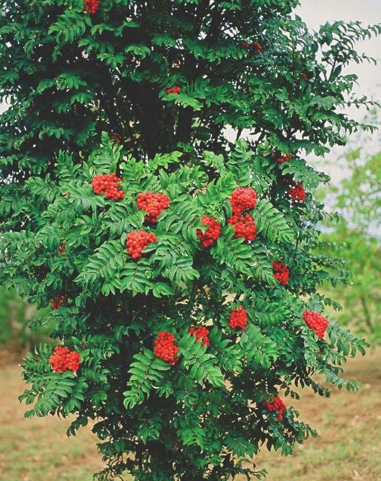 Декоративная рябина фото Декоративная рябина фото