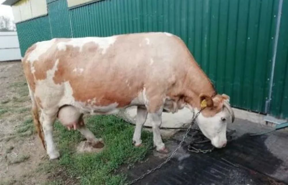 Племенные молочные коровы