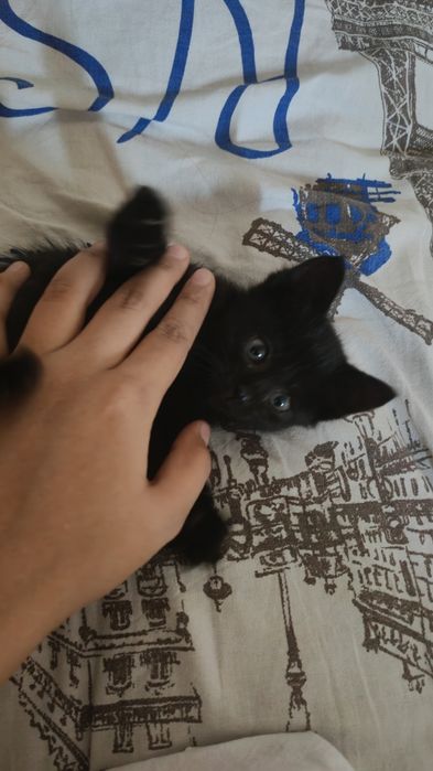 Отдам в добрые руки котенка