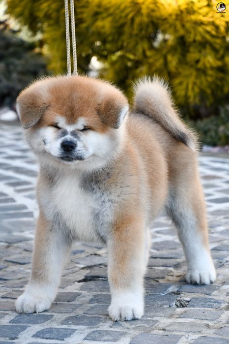 Akita Inu mascul