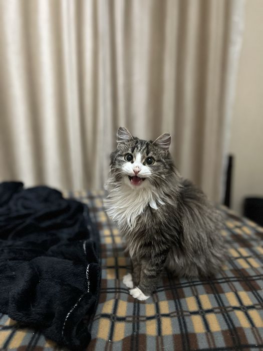 кот ищет заботливых хозяев