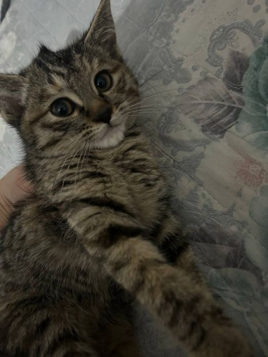 Mushu bolachalari hadyaga