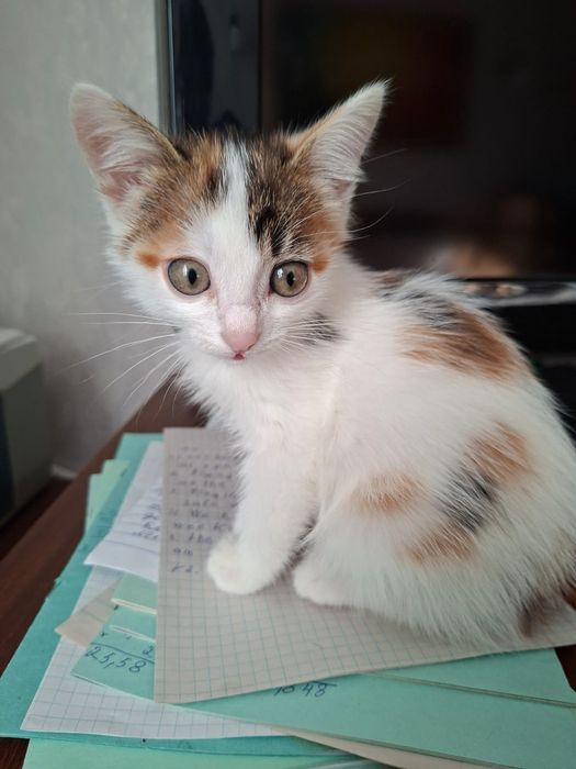 Котята девочки 2,5 месяцев