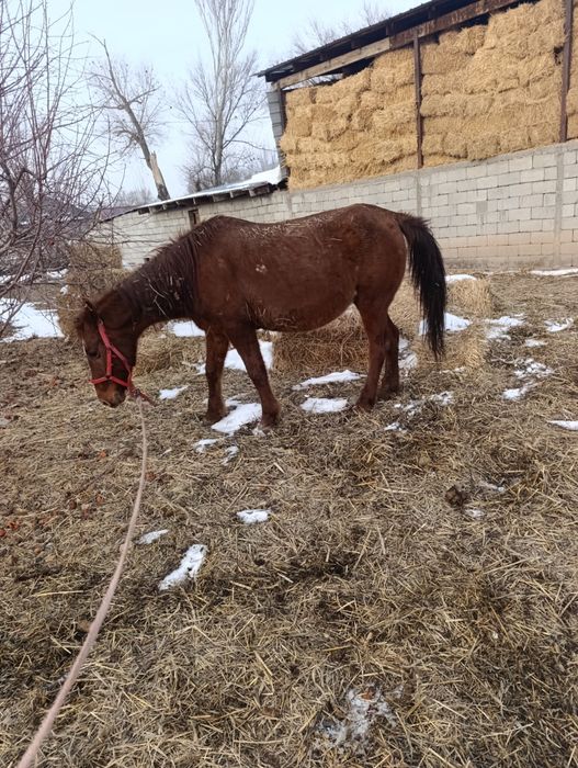 Продам кобылу, жерёбую