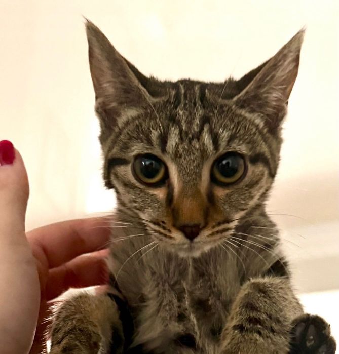 Котенок,девочка,ОЧЕНЬ СРОЧНО ИЩЕТ ДОМ!