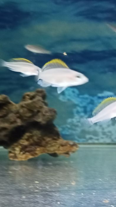 Мальки Неолампрологус крапчатохвостый