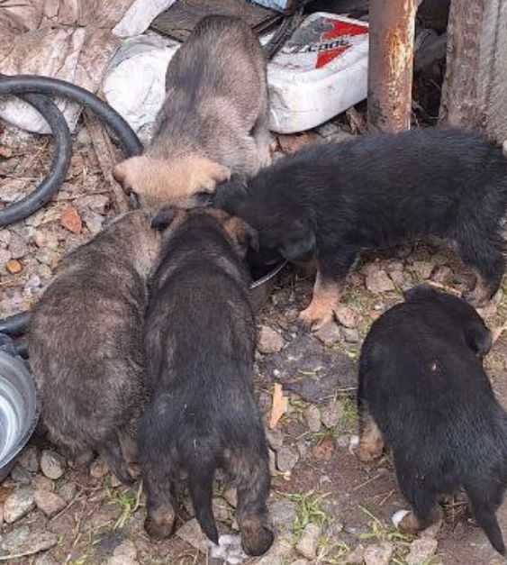 Отдаю в хорошие руки щенков