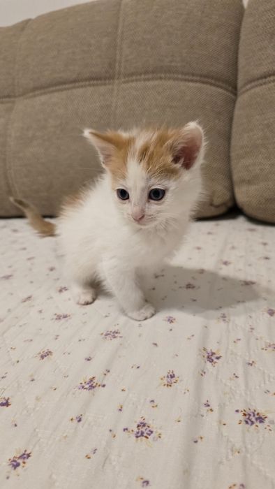 Котята надёжным хозяевам