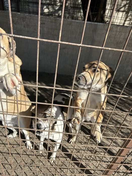 Професионална разходка на кучета в гр. София