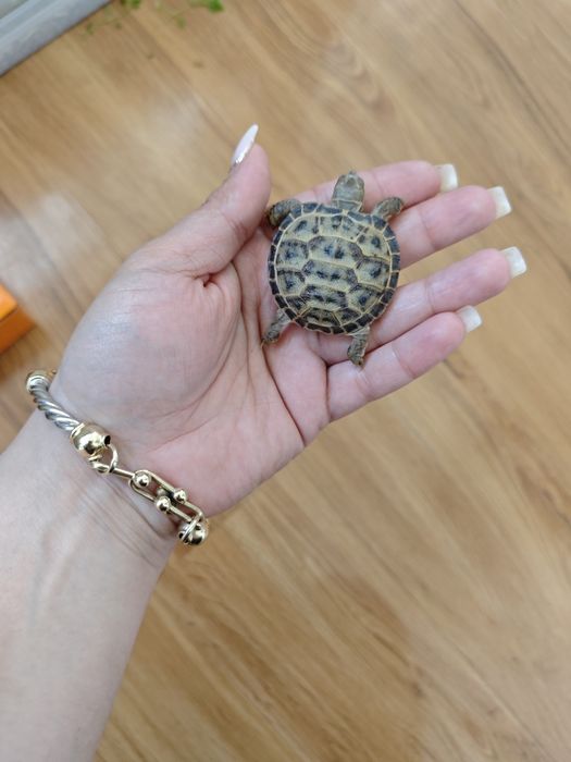 Тошбака черепашки