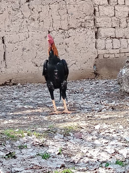 Xoroz sotiladi faqat aniq oladigan tel qilila iltmos