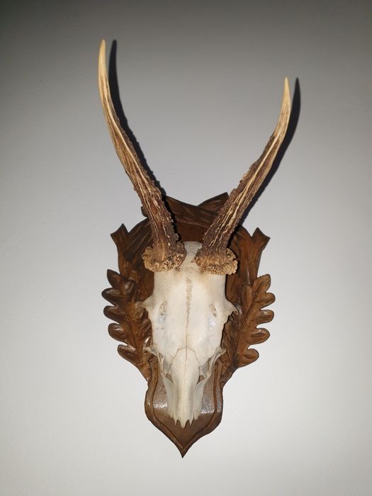 Ловни  трофей за стена