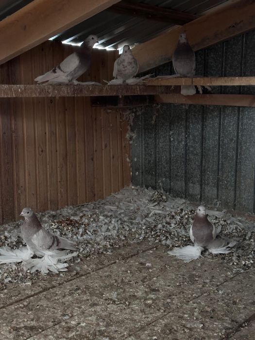 Продам декоративных домашних голубей
