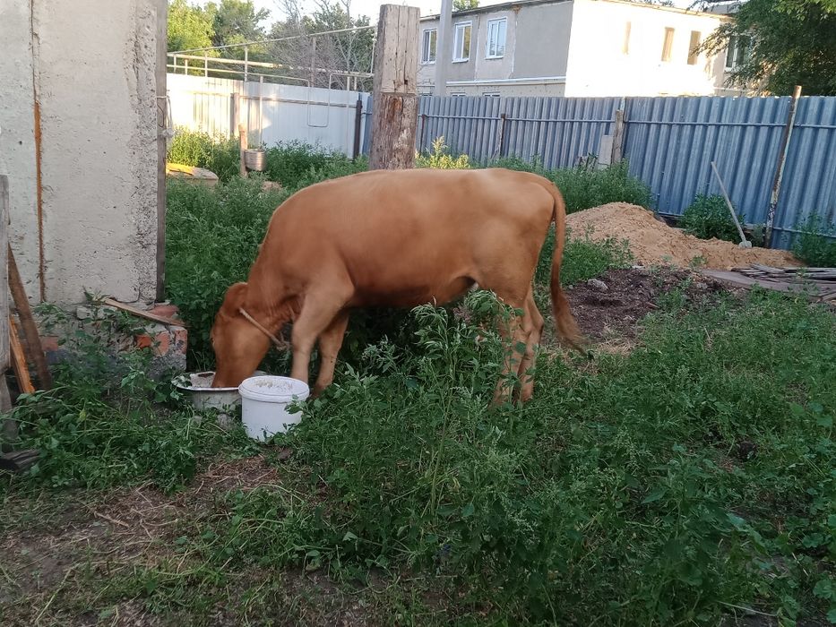 Продам телочка жирный