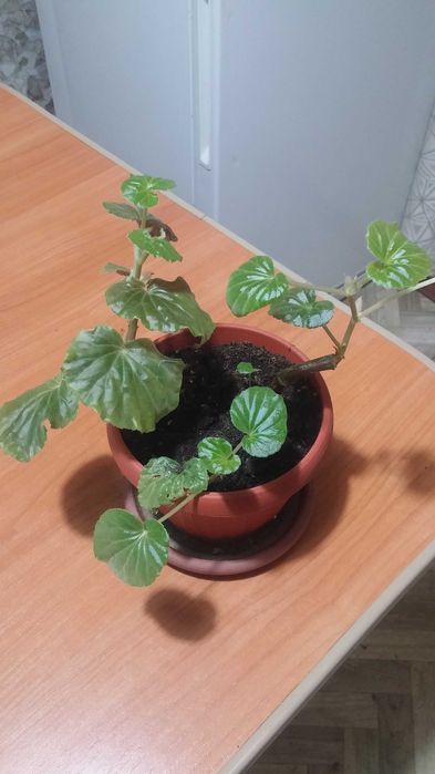 Бегония комнатная