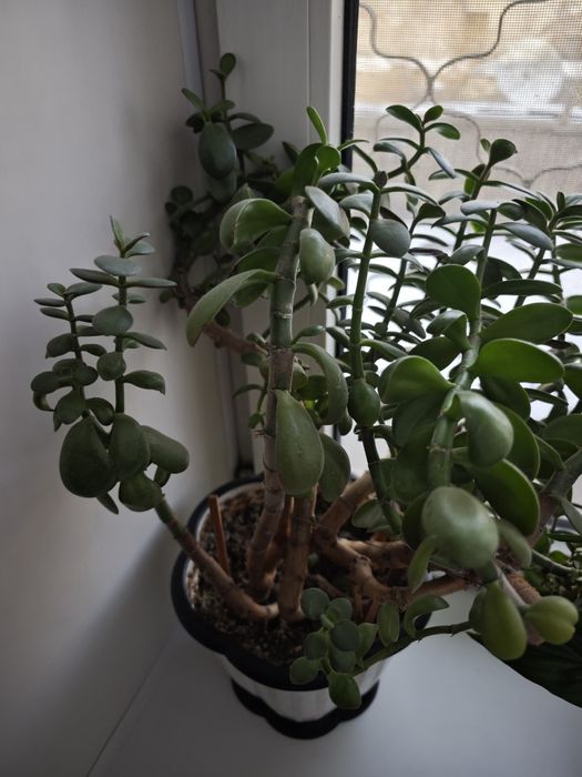 Отдам даром 2 цветка