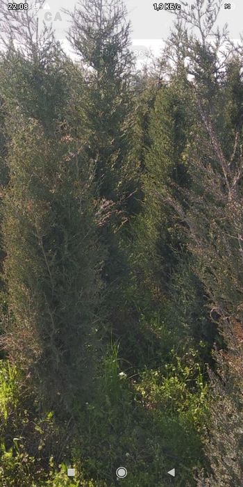 Арча Кучатлари Сотилади !!!