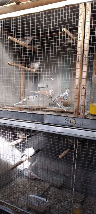 Диамантени гугутки