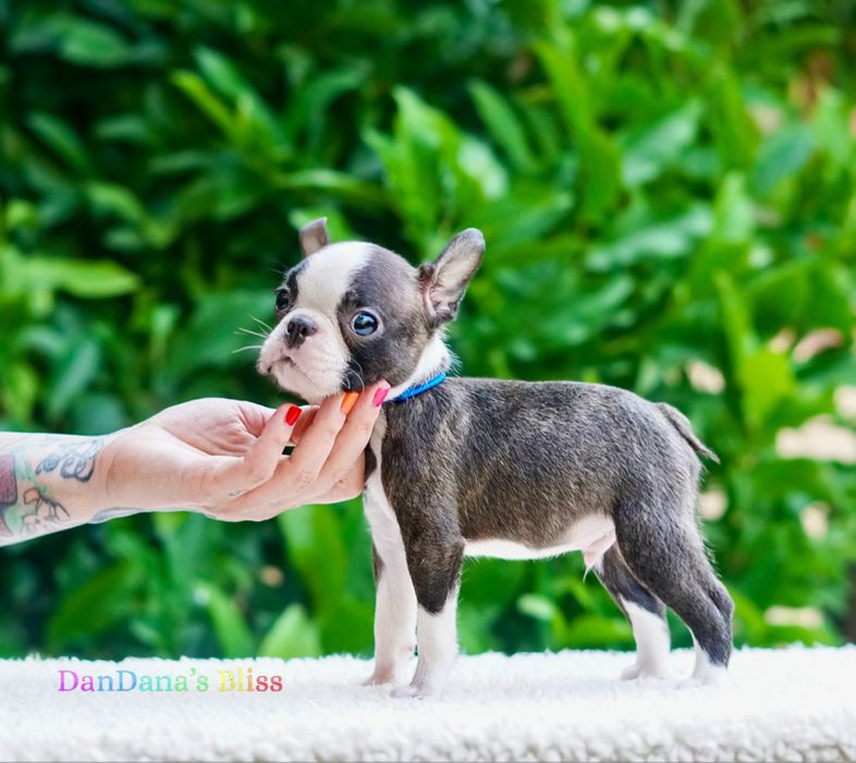 Boston terrier cu pedigree - baietel
