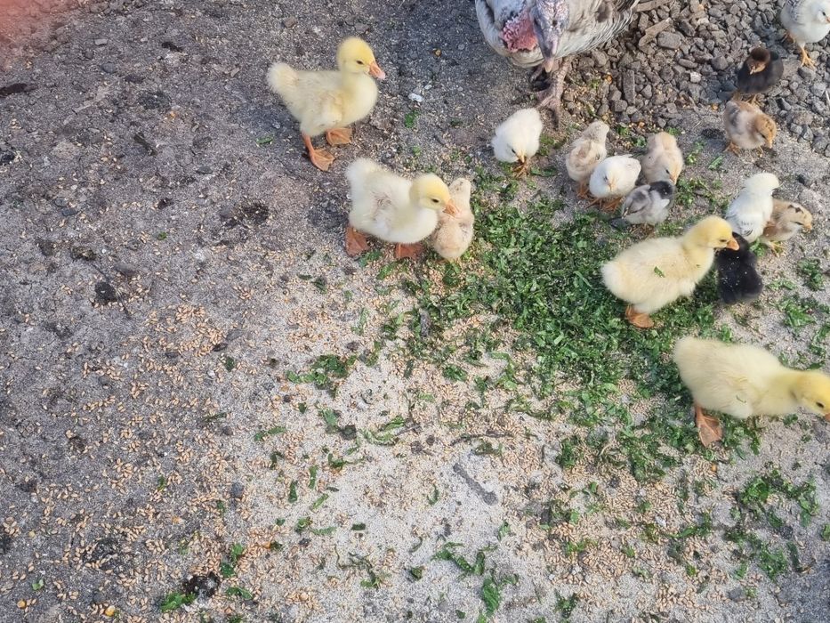 boboci de gâscă de vanzare