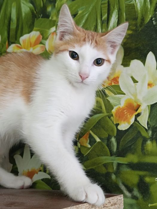 котенок в добрые руки