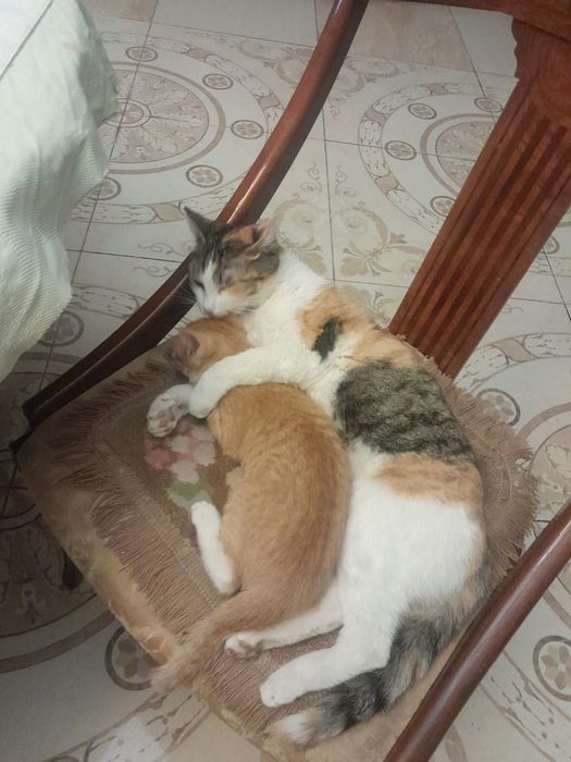 Отдам кота в хорошие руки