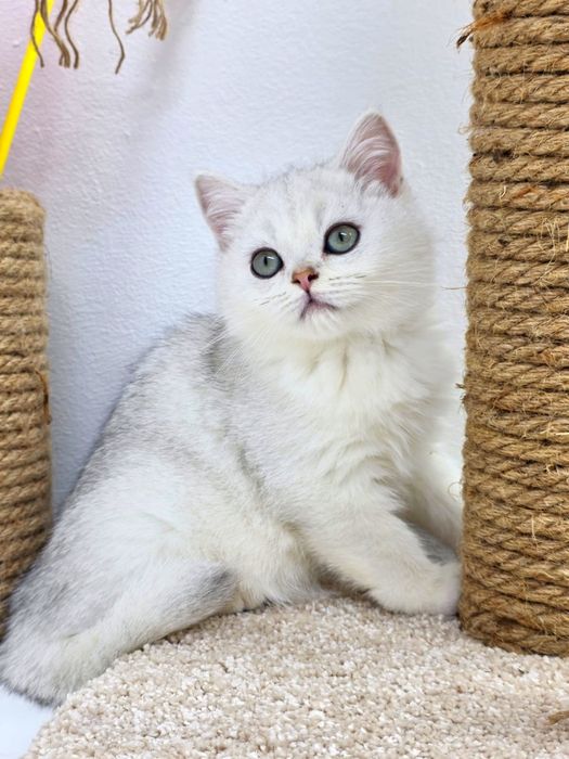 Котики серебро шиншилла 3 мес