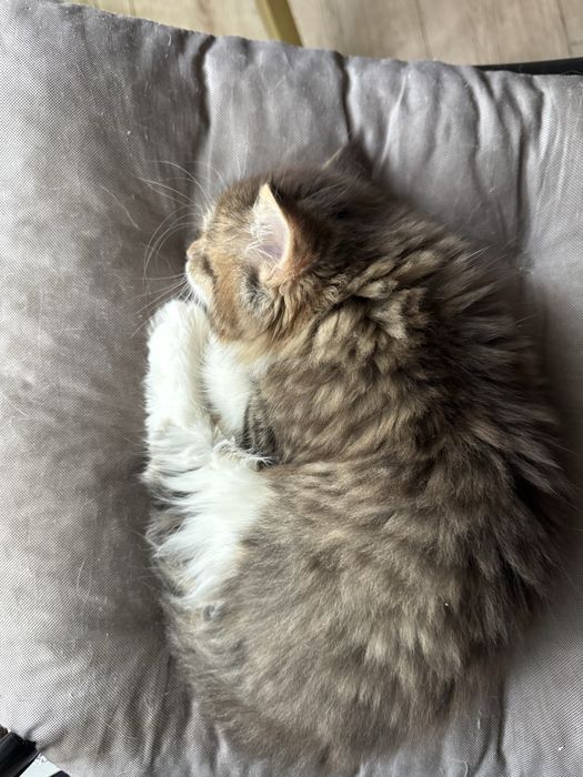 Котёнок девочка