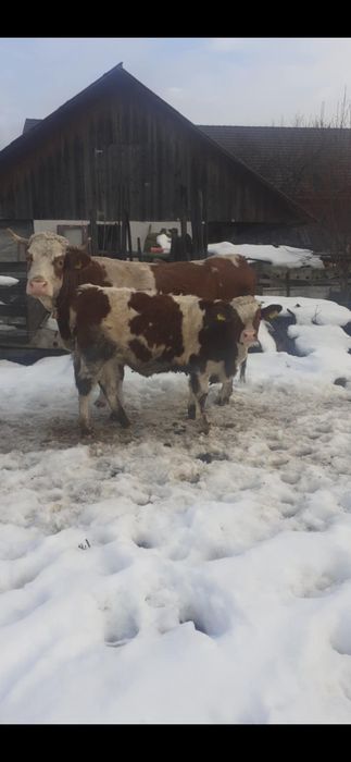 Vițeaua  frumoasă  de ținut din mamă bună de laptebună de lapte