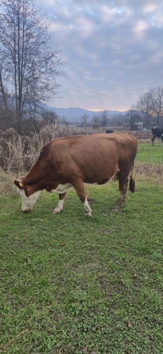 Vaca Baltată romaneasca de 5 ani, gestanta 6.5 luni