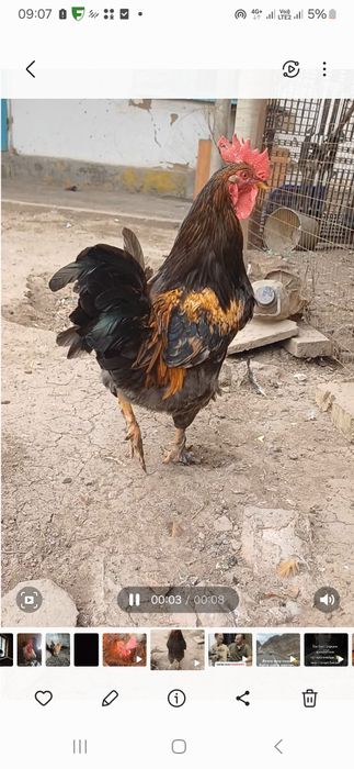 Кораз сатылады срочно