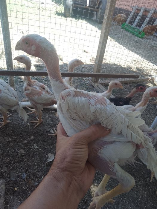 О Шамо Ташкент. Чистокровные