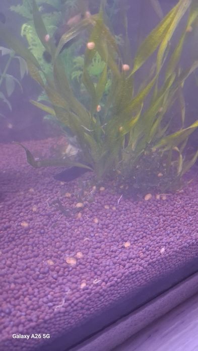 Улитки ампулярии