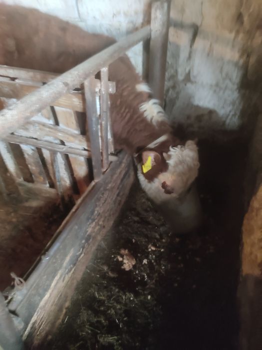 Тёлочек годовалых