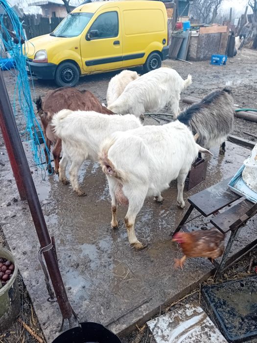 Capre sannen gestante