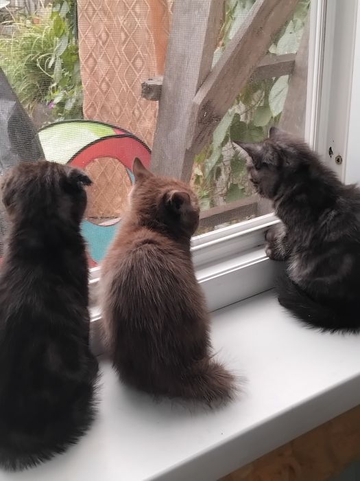 Продам шотландских котят