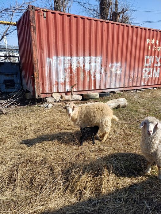 Козы ангорские с