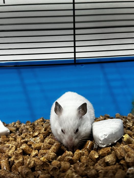 Продам хомяк породисты