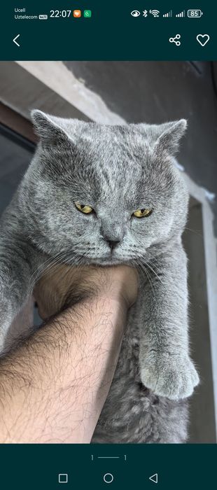 Шотландский страйт
