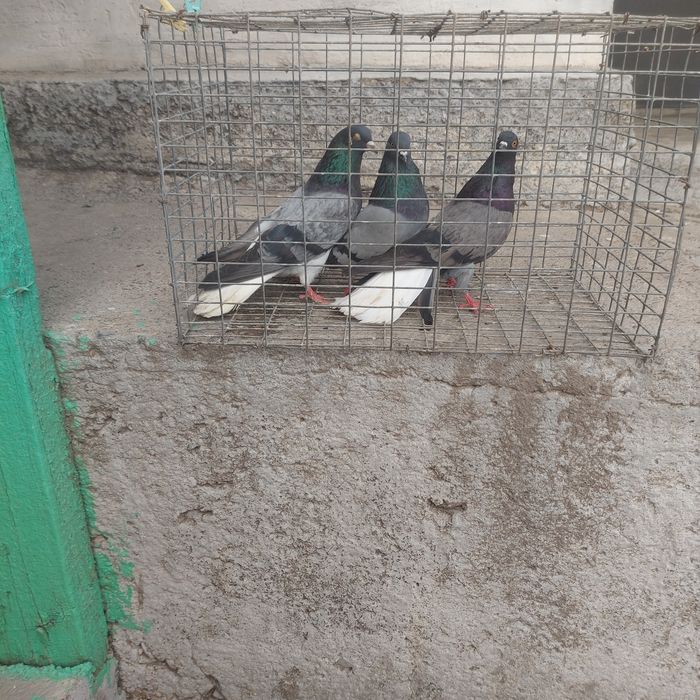 Бабочки сизи белахвость 2 пара