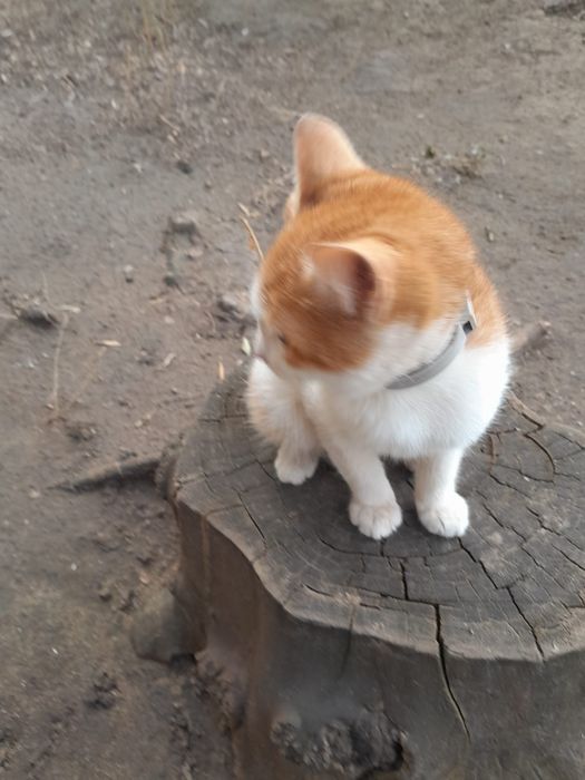 Отдам в добрые руки