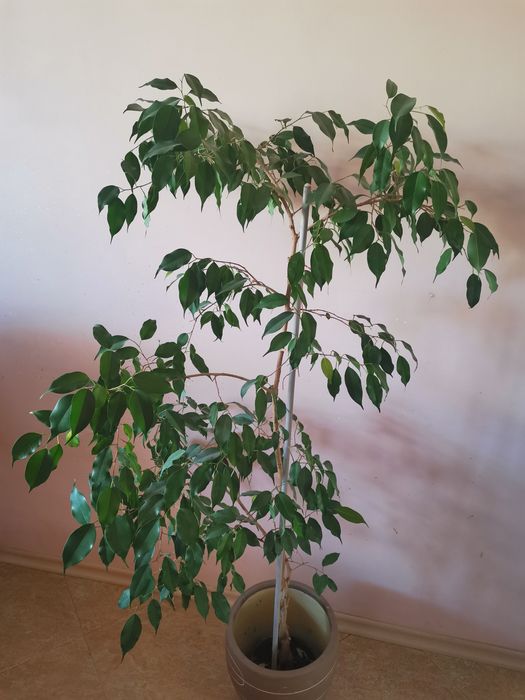 Бенджамин висок 150 см