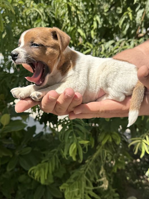 продается Щенок Джек Рассел терьер